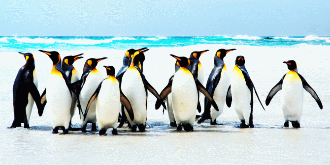Google Penguin: к чему привела смена алгоритма Google на Гугл Пингвин?