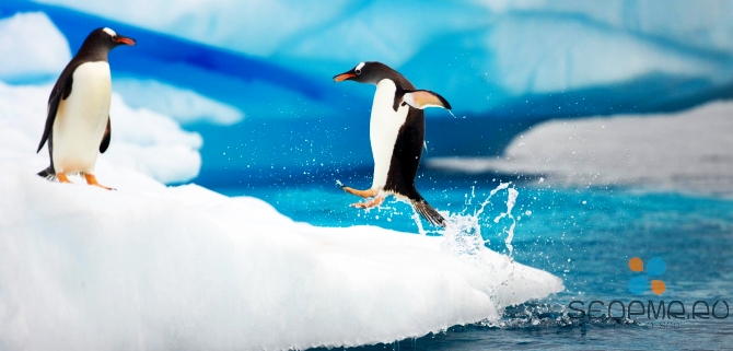 Google Penguin: правила игры на 2013 год